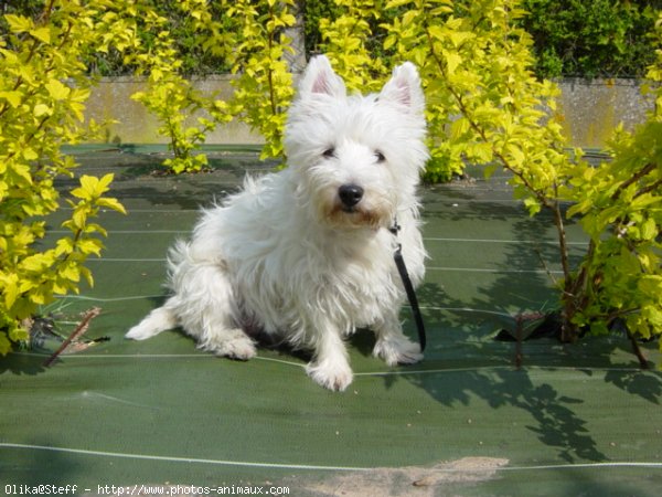 Photo de West highland white terrier