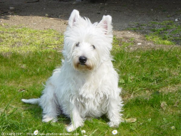 Photo de West highland white terrier