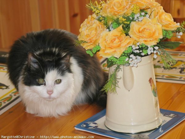 Photo de Chat domestique