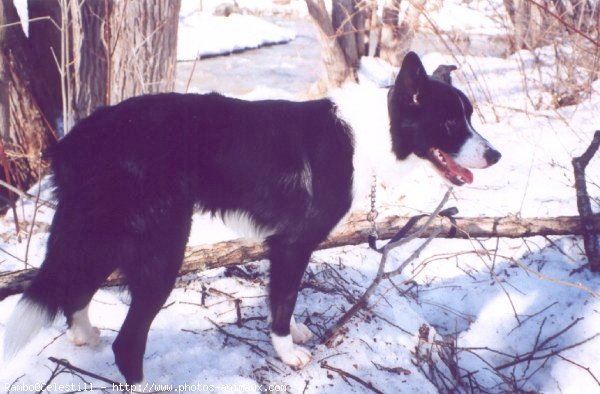 Photo de Border collie