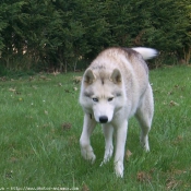 Photo de Husky siberien