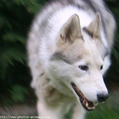 Photo de Husky siberien