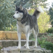 Photo de Husky siberien