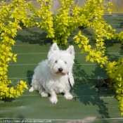 Photo de West highland white terrier