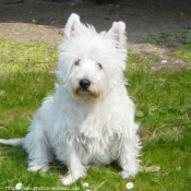 Photo de West highland white terrier