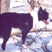 Photo de Border collie