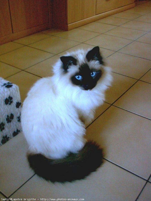 Photo de Sacr de birmanie