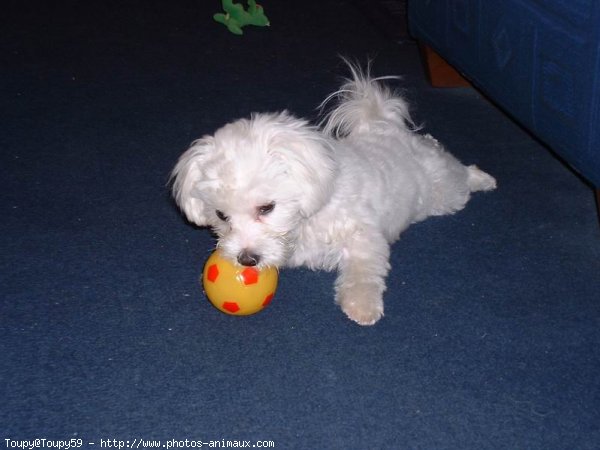 Photo de Bichon maltais