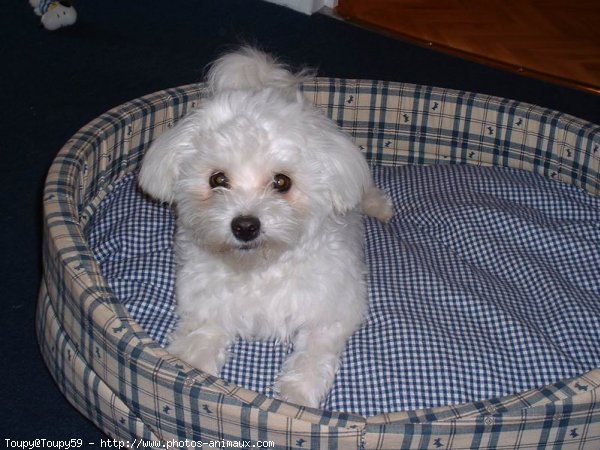 Photo de Bichon maltais