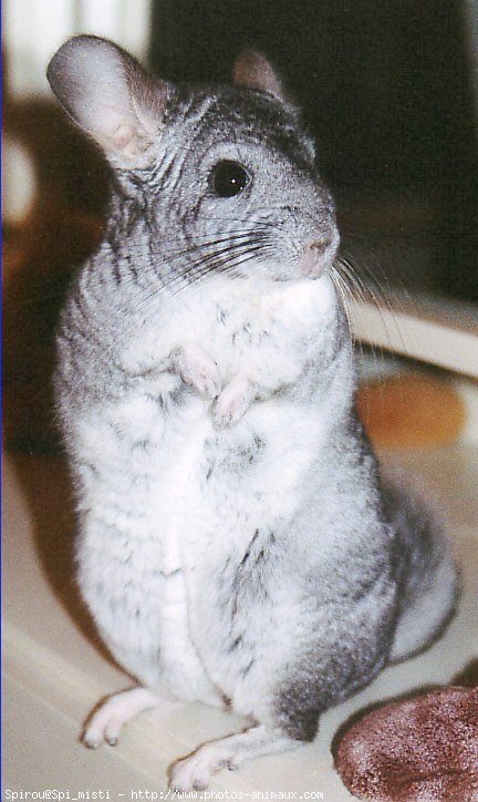 Photo de Chinchilla