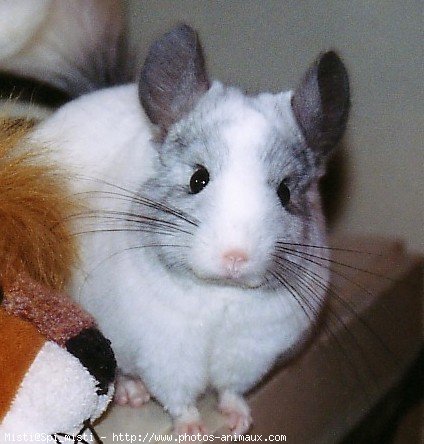 Photo de Chinchilla