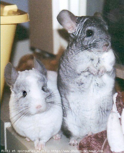 Photo de Chinchilla