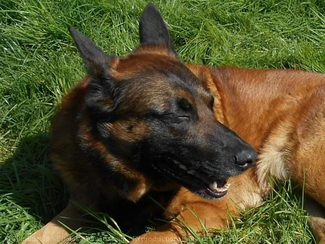 Photo de Berger belge malinois