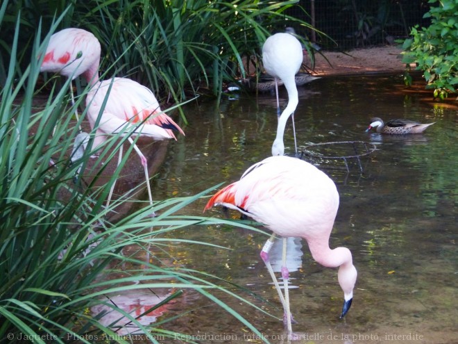 Photo de Flamand rose