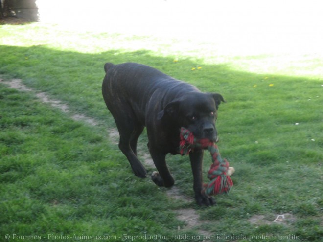 Photo de Chien de cour italien