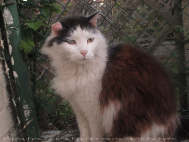 Photo de Chat domestique