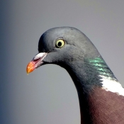 Photo de Pigeon - ramier