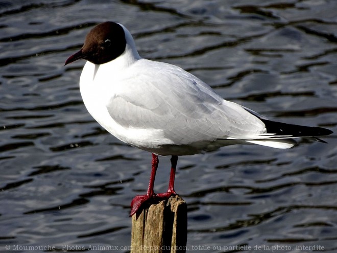 Photo de Mouette