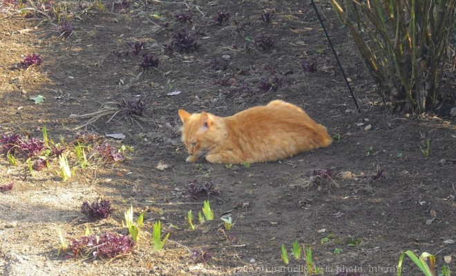 Photo de Chat domestique