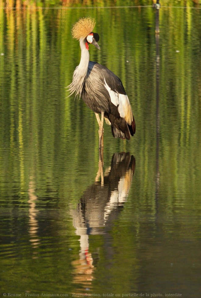 Photo de Grue couronne