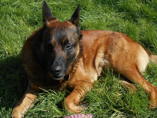 Photo de Berger belge malinois