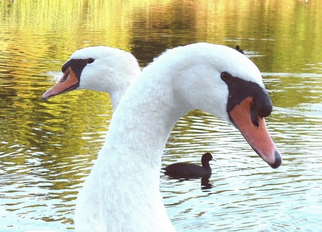 Photo de Cygne