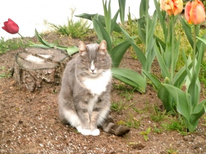 Photo de Chat domestique