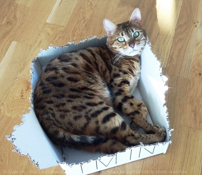 Photo de Bengal