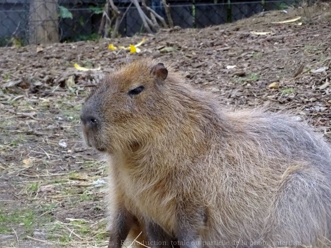 Photo de Cabiai ou capybara