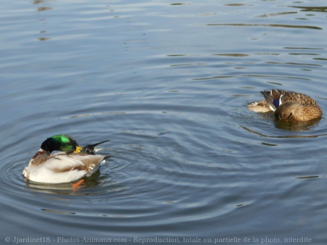 Photo de Canard colvert