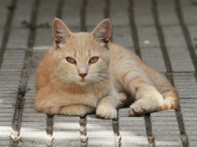 Photo de Chat domestique