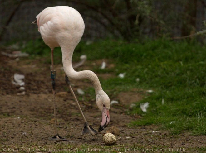 Photo de Flamand rose