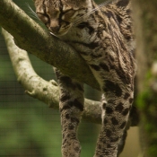 Photo de Chat margay