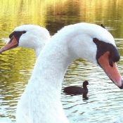 Photo de Cygne