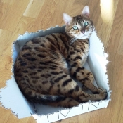 Photo de Bengal