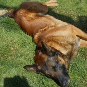 Photo de Berger belge malinois