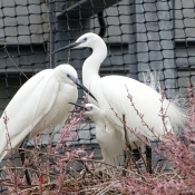 Photo d'Aigrette