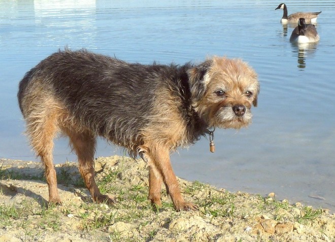 Photo de Border terrier