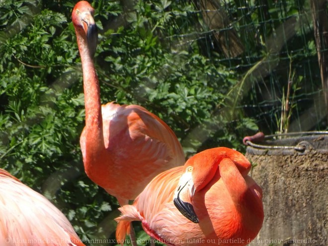 Photo de Flamand rose