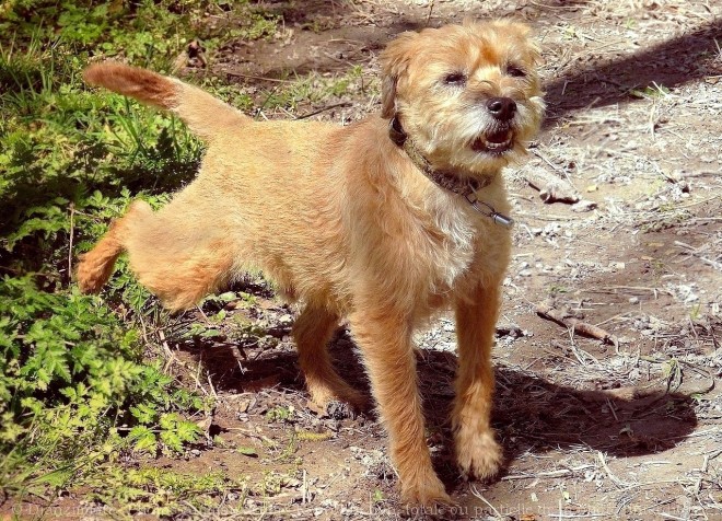 Photo de Border terrier