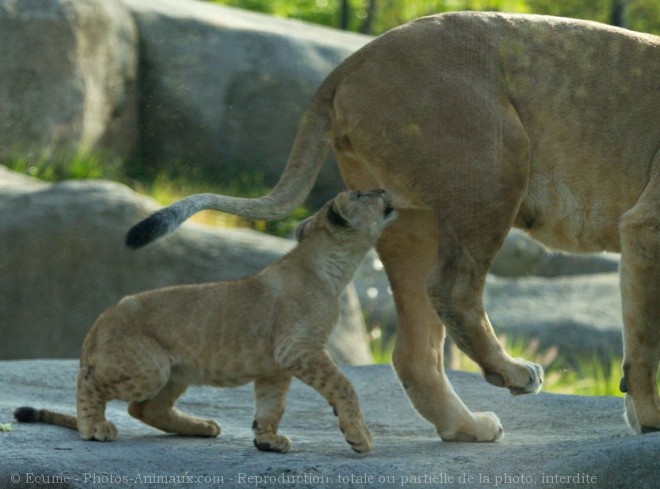 Photo de Lion