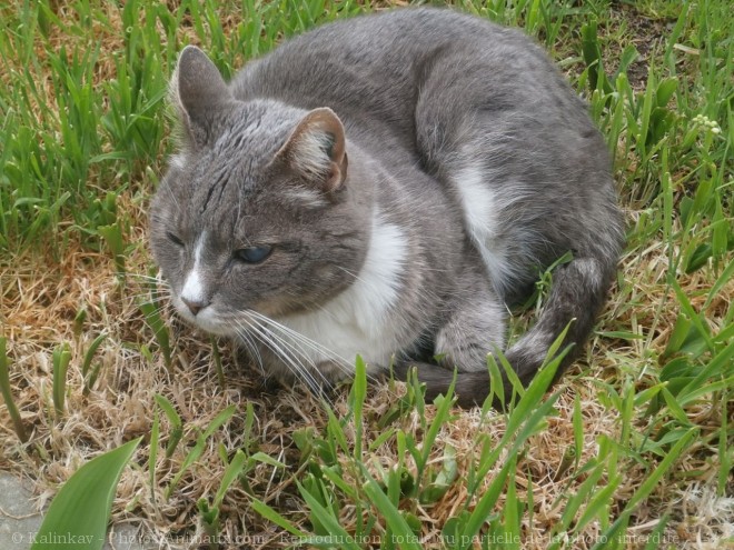 Photo de Chat domestique