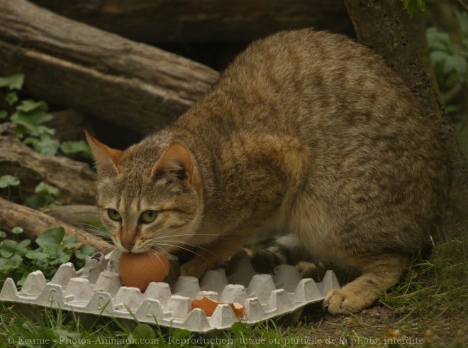 Photo de Chat de gordoni