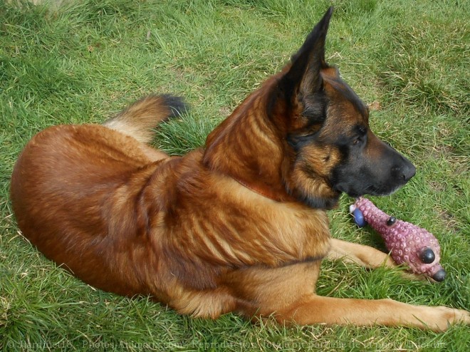 Photo de Berger belge malinois