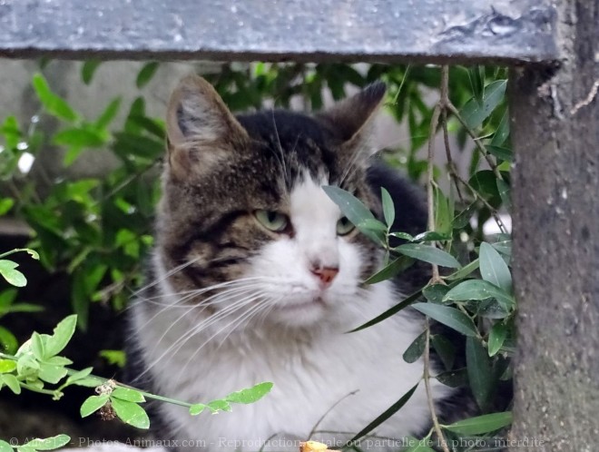 Photo de Chat domestique