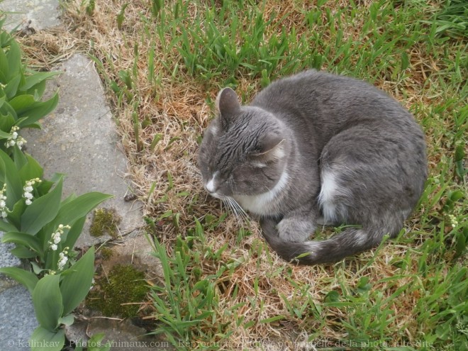 Photo de Chat domestique