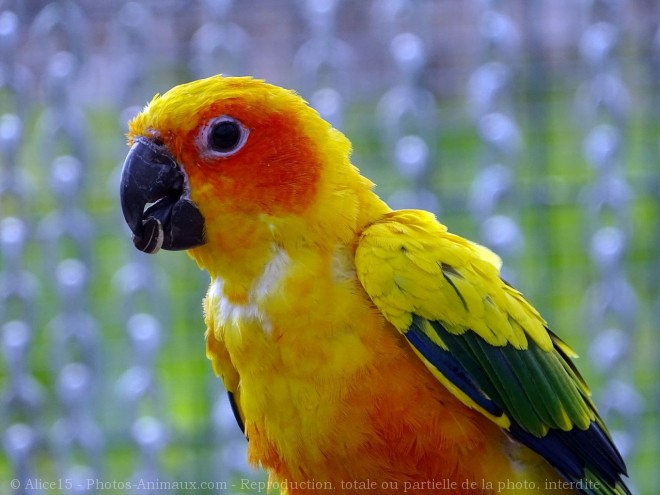 Photo de Conure soleil