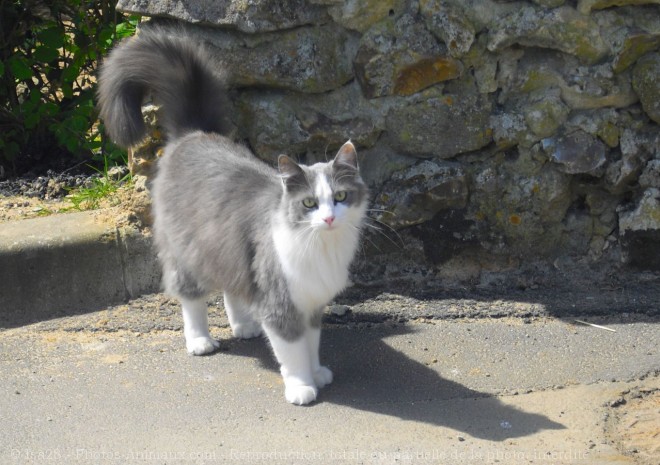 Photo de Chat domestique