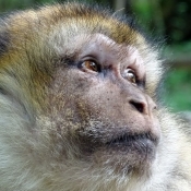 Photo de Singe - magot