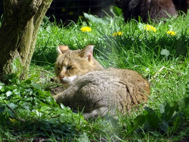 Photo de Chat des marais